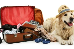 hond-vakantie